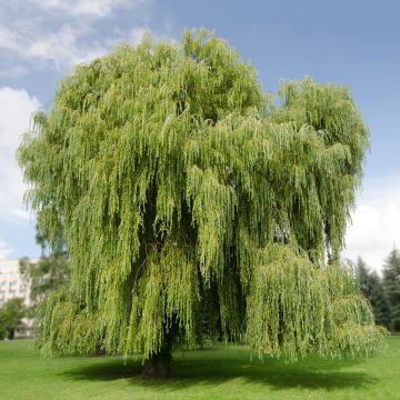 Salix alba Tristis - Sauce blanco llorón