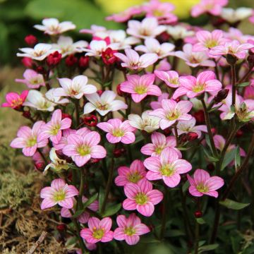 Saxifraga Irish - Saxífraga