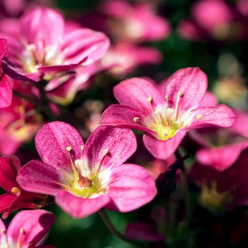 Saxifraga arendsii Peter Pan - Saxífraga