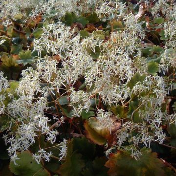 Saxifraga fortunei Wada - Saxífraga