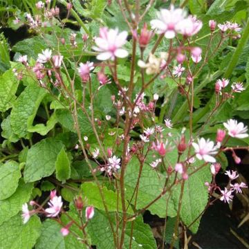 Saxifraga Clarence Elliott - Saxifraga umbrosa