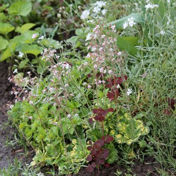 Saxifraga urbium Aureopunctata - Saxífraga