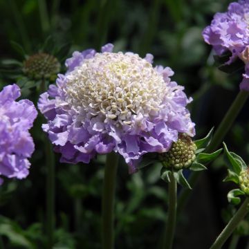 Scabiosa columbaria Butterfly Blue - Escabiosa