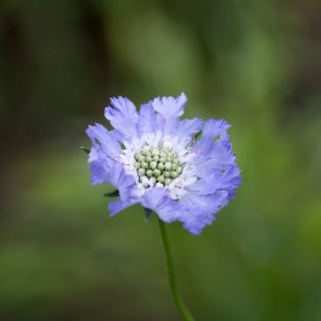 Scabiosa caucasica Perfecta - Escabiosa