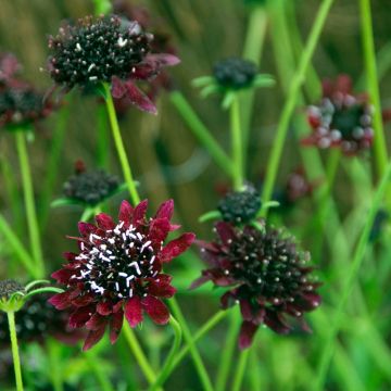 Scabiosa atropurpurea Chile Black