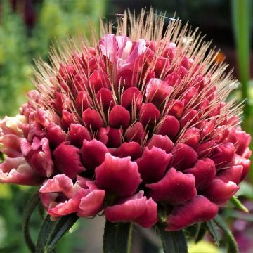 Scabiosa atropurpurea Marshmallow Scoop