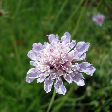 Scabiosa canescens