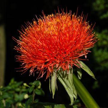 Scadoxus multiflorus subsp multiflorus - Flor de sangre