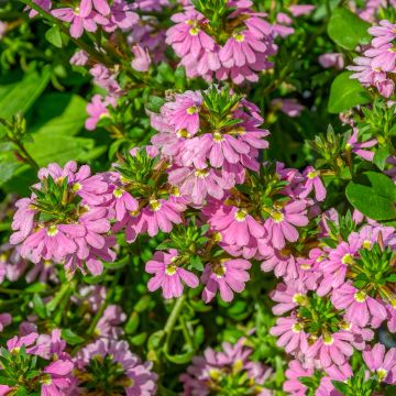 Scaevola aemula Baby Pink Touch