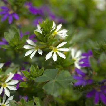 Scaevola aemula Surdiva Blanc