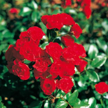 Rosal Scarlet Meillandecor (Rosal de pie alto)