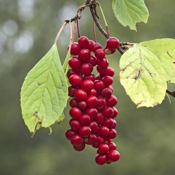 Schisandra Sadova N°1 - Schisandra chinensis