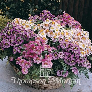 Schizanthus hybridus Dwarf Bouquet Mixed