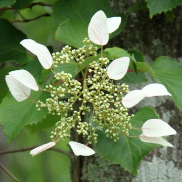 Schizophragma hydrangeoides Red Rhapsody MonLaBaHe