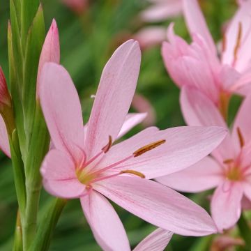 Schizostylis coccinea Mrs Hegarty - Lirio de río