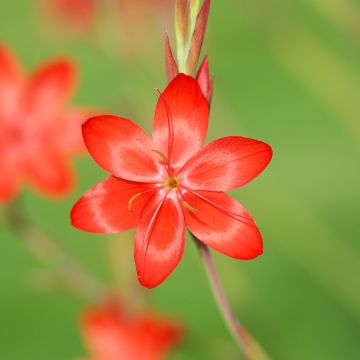 Schizostylis coccinea Major - Lirio de río