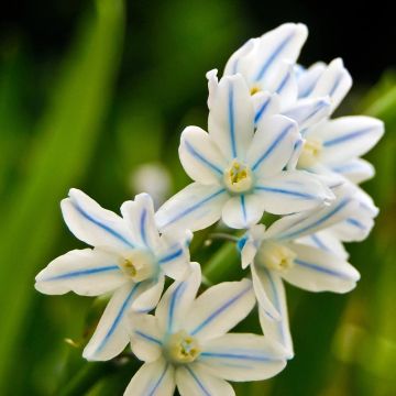 Scilla mischtschenkoana Tubergeniana - Escila