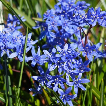 Scilla bifolia - Escila