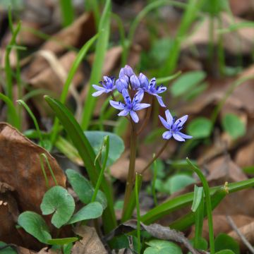 Scilla siberica Spring Beauty - Escila siberiana