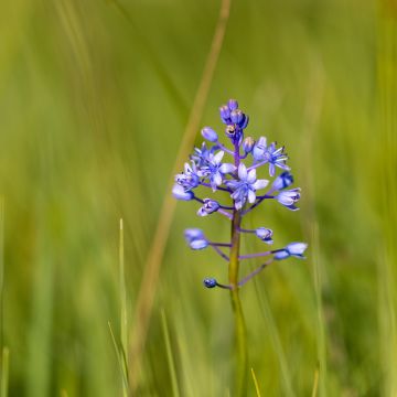 Scilla litardierei - Cebolleta de pradera amatista