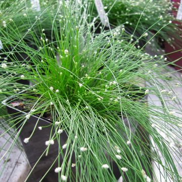 Scirpus cernuus Fiber Optic Grass