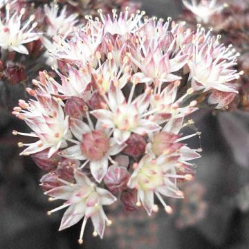 Sedum Chocolate