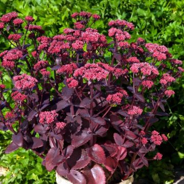 Sedum telephium Chocolate Cherry - Telefío