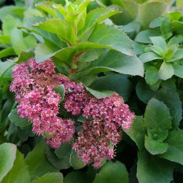 Sedum telephium Double Martini - Telefío