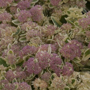 Sedum spectabile Frosted Fire - Telefío