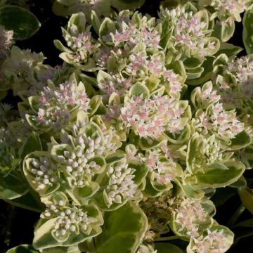 Sedum Frosty Morn