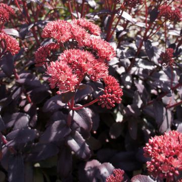 Sedum spectabile Night Embers - Telefío