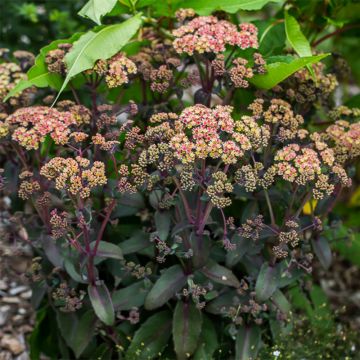 Sedum spectabile Orange Xenox - Telefío