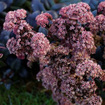 Sedum spectabile Purple Emperor - Telefío