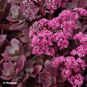 Sedum Sunsparkler Firecracker