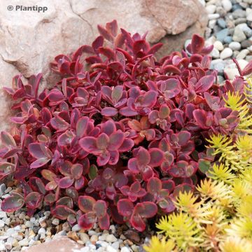 Sedum Sunsparkler Wildfire