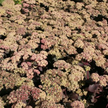 Sedum spectabile Twinkling Star - Telefío