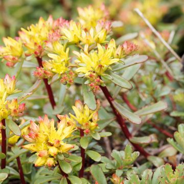 Sedum kamtschaticum Weihenstephaner Gold - Sedun