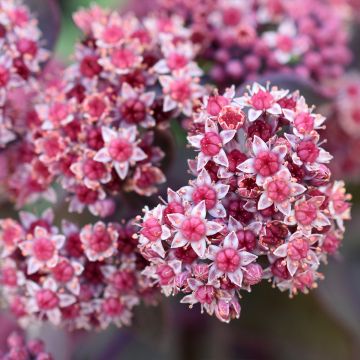 Sedum cauticola Robustum