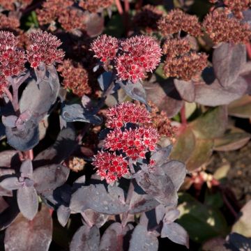 Sedum spectabile Jose Aubergine - Telefío