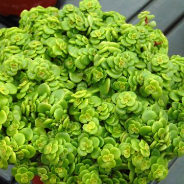 Sedum makinoi Lime