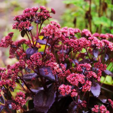 Sedum telephium Touchdown Teak - Telefío