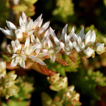 Sedum pulchellum