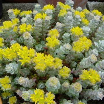 Sedum spathulifolium Cape Blanco