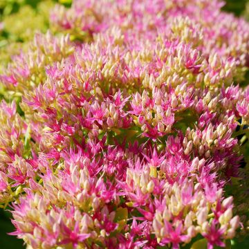 Sedum spectabile Neon - Telefío