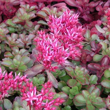 Sedum spurium Fuldaglut - Sedo bastardo