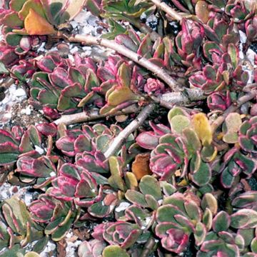 Sedum spurium Variegatum - Sedo bastardo