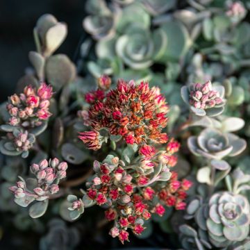 Sedum SunSparkler Blue Elf