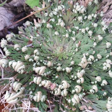 Selaginella lepidophylla - Selaginela