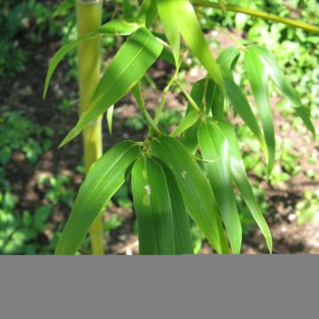 Semiarundinaria fastuosa - Bambú