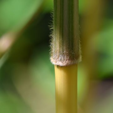 Semiarundinaria yashadake Kimmei - Bambú